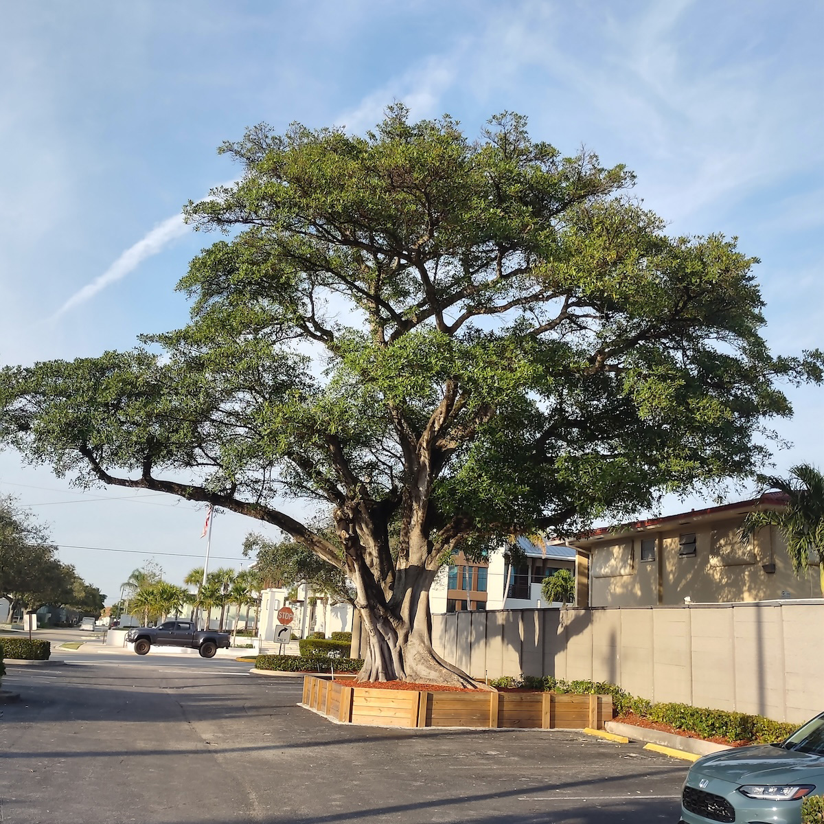 The image shows a large tree with a sprawling canopy in a parking lot setting, with a clear sky above and a paved area below.